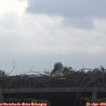 11_05-mast.jpg