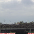 11_10-mast.jpg