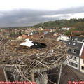 11_10-nest.jpg