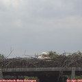 11_15-mast.jpg