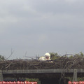 11_20-mast.jpg