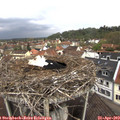 11_20-nest.jpg