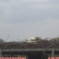 11_25-mast.jpg