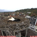 11_25-nest.jpg