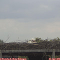 11_30-mast.jpg