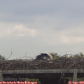11_35-mast.jpg