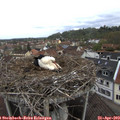 11_35-nest.jpg