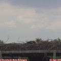 11_40-mast.jpg