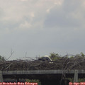 11_45-mast.jpg