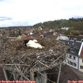 11_45-nest.jpg