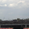 11_50-mast.jpg