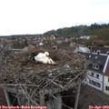 11_50-nest.jpg