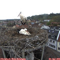 11_55-nest.jpg