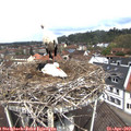 12_00-nest.jpg