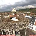 12_10-nest.jpg