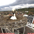 12_15-nest.jpg