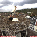 12_20-nest.jpg