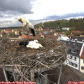 12_30-nest.jpg