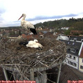 12_35-nest.jpg