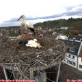 12_40-nest.jpg