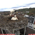 12_45-nest.jpg