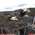 12_50-nest.jpg