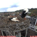12_55-nest.jpg