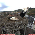 13_00-nest.jpg