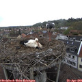 13_05-nest.jpg
