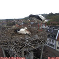 13_10-nest.jpg