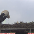 13_15-mast.jpg