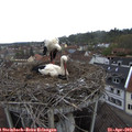 13_20-nest.jpg