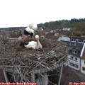 13_25-nest.jpg