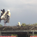 13_30-mast.jpg