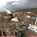 13_45-nest.jpg