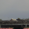 13_50-mast.jpg