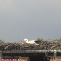 13_55-mast.jpg