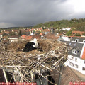 13_55-nest.jpg