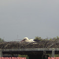 14_00-mast.jpg