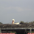 14_05-mast.jpg