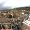 14_05-nest.jpg