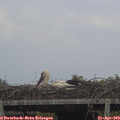 14_10-mast.jpg