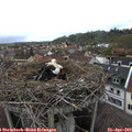 14_10-nest.jpg