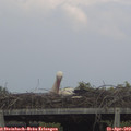 14_15-mast.jpg