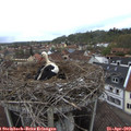 14_15-nest.jpg