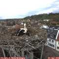 14_20-nest.jpg