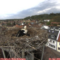 14_25-nest.jpg