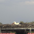 14_30-mast.jpg