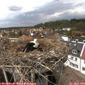 14_30-nest.jpg