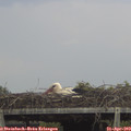 14_35-mast.jpg